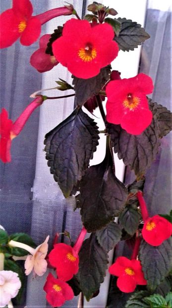  - achimenes 28 10 20122229