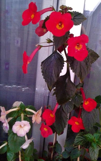  - achimenes 28 10 20122229