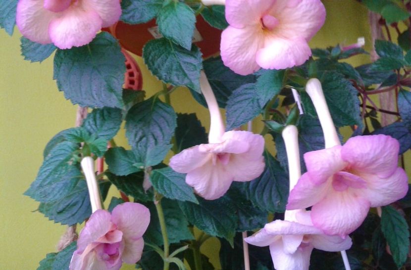  - achimenes 28 10 20122229