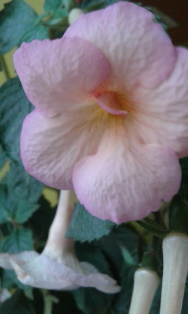  - achimenes 28 10 20122229