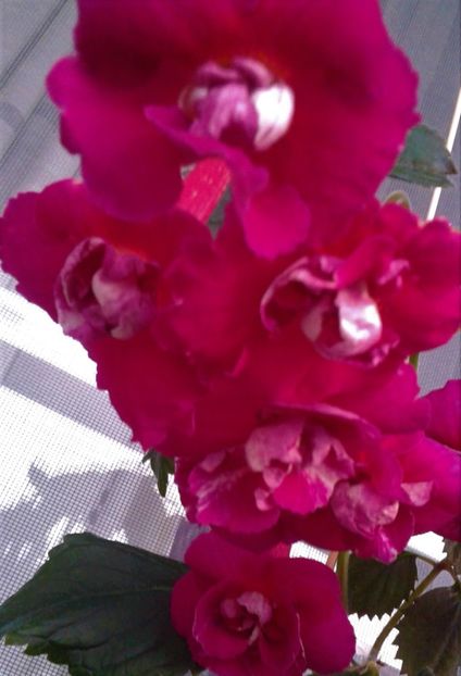  - achimenes 28 10 20122229