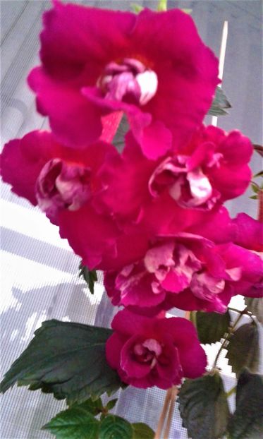  - achimenes 28 10 20122229