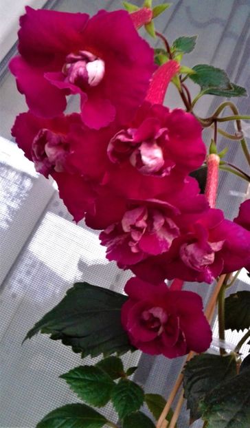  - achimenes 28 10 20122229