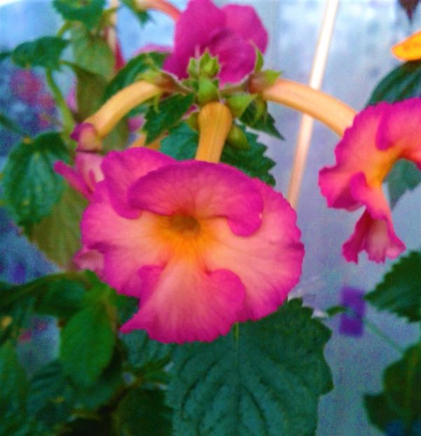  - achimenes 28 10 20122229