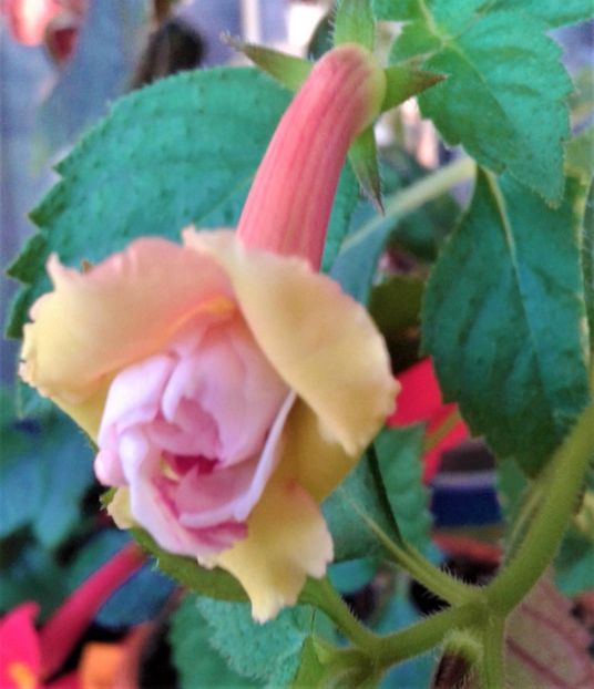  - achimenes 28 10 20122229