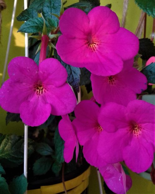  - achimenes 28 10 20122229