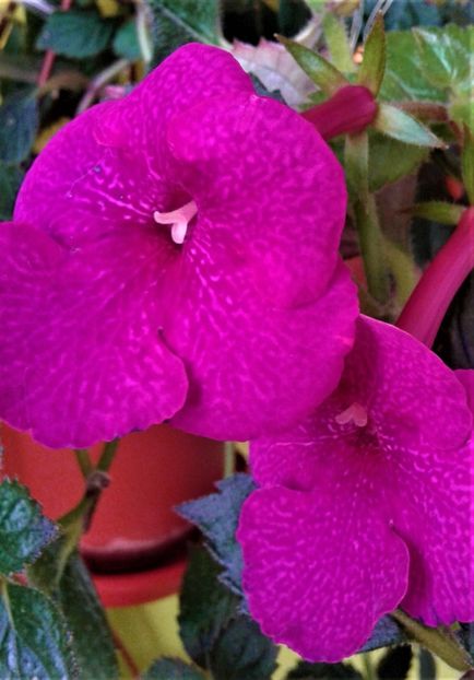  - achimenes 28 10 20122229