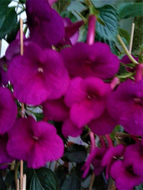  - achimenes 28 10 20122229