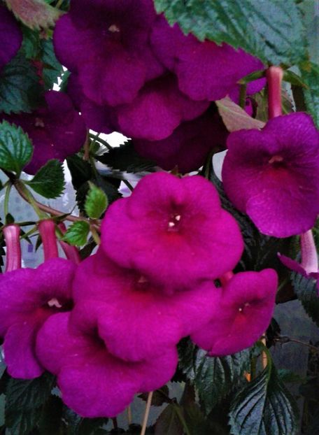  - achimenes Jenifer Goode iem 1985
