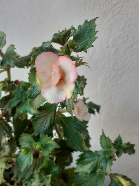  - 2016 achimenes
