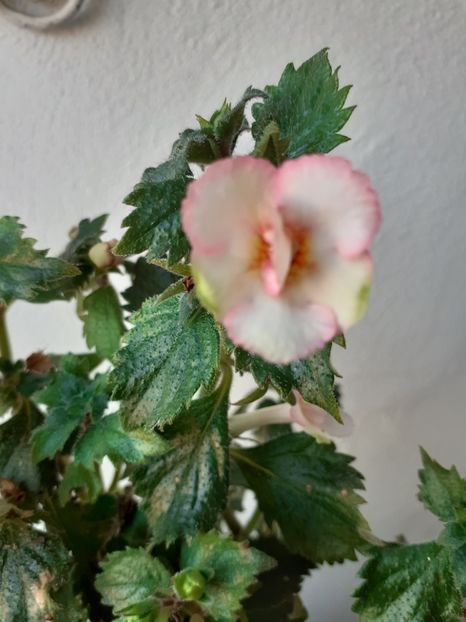  - 2016 achimenes