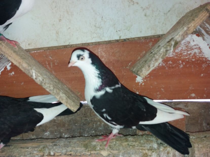 6937  femelă  2019 - Plecați ALBUM 2