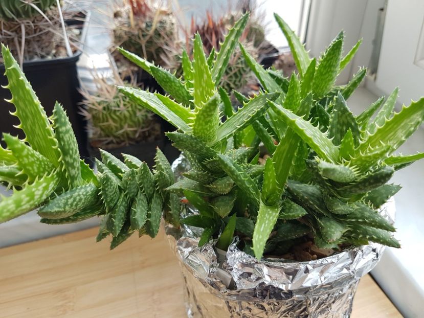 Aloe squarosa - Cactusi 2019 octombrie