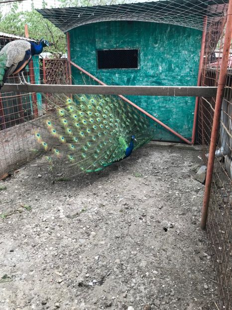 9A986C75-7F63-4C88-85FC-3CFEC86FA50C - PĂUNI