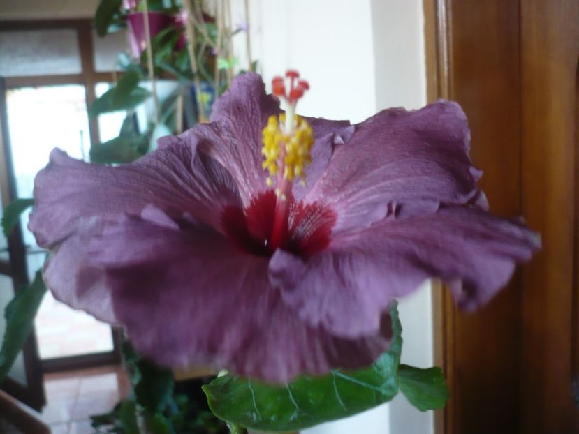 P1430198 - HIBISCUSI 2019-3