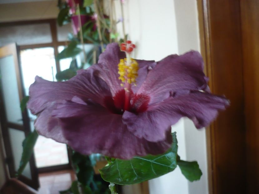 P1430199 - HIBISCUSI 2019-3