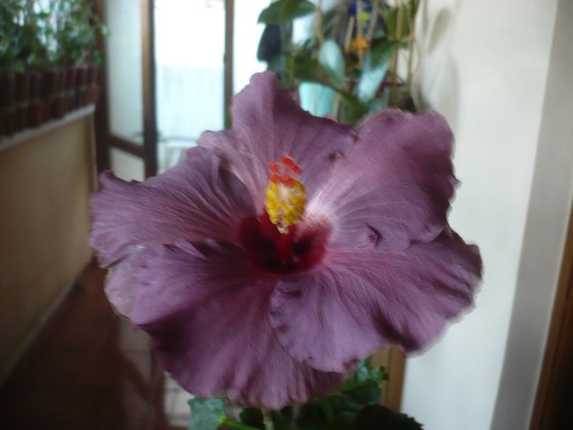 P1430200 - HIBISCUSI 2019-3