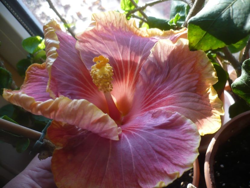 P1430201 - HIBISCUSI 2019-3