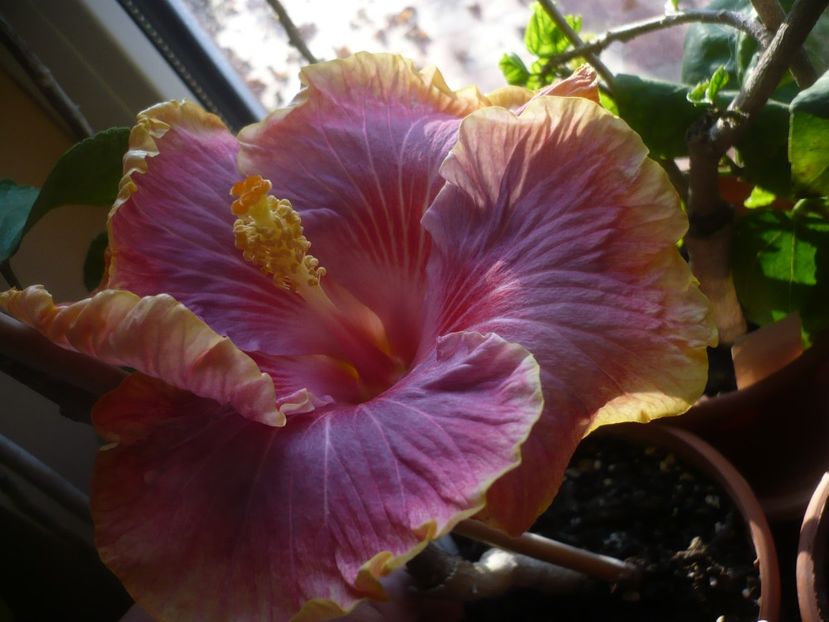 P1430202 - HIBISCUSI 2019-3