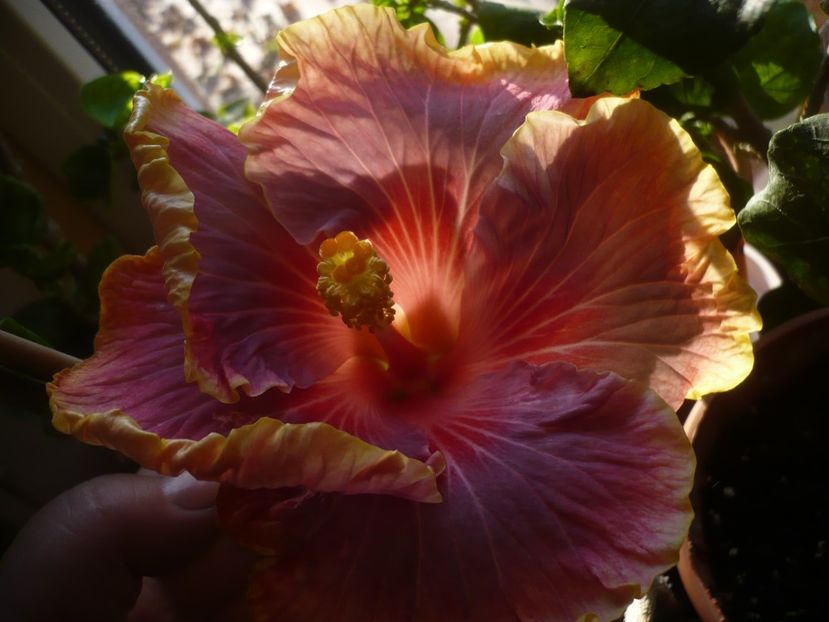 P1430203 - HIBISCUSI 2019-3