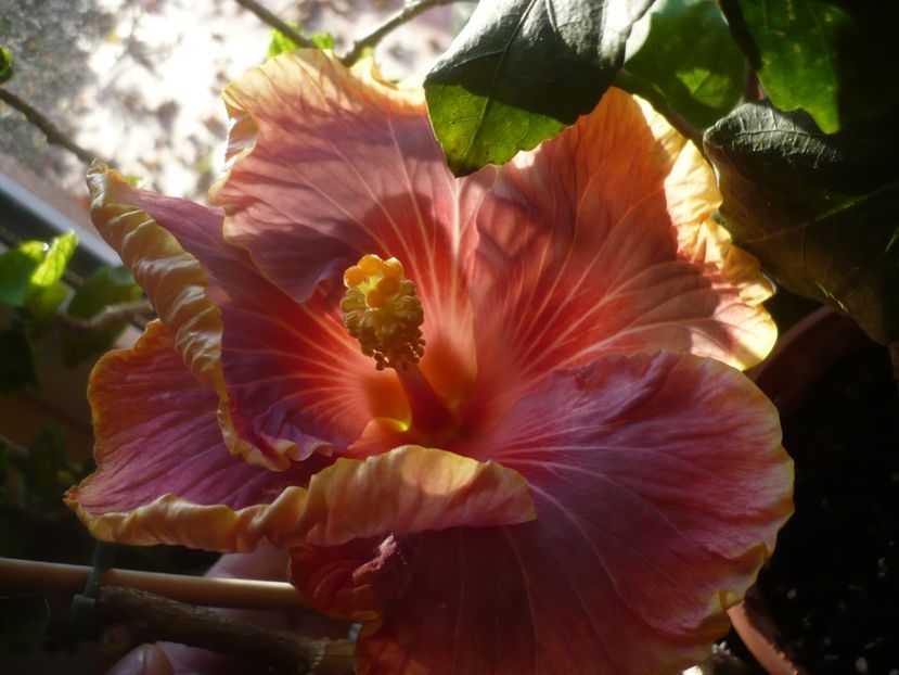 P1430204 - HIBISCUSI 2019-3