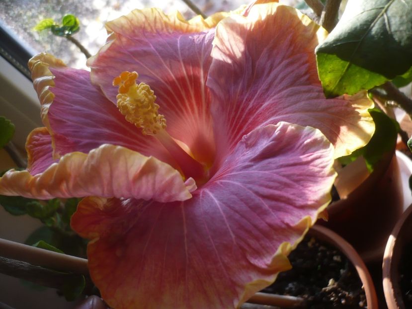 P1430205 - HIBISCUSI 2019-3