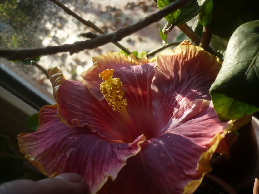 P1430206 - HIBISCUSI 2019-3