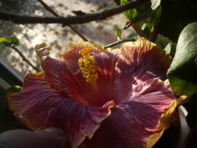 P1430207 - HIBISCUSI 2019-3