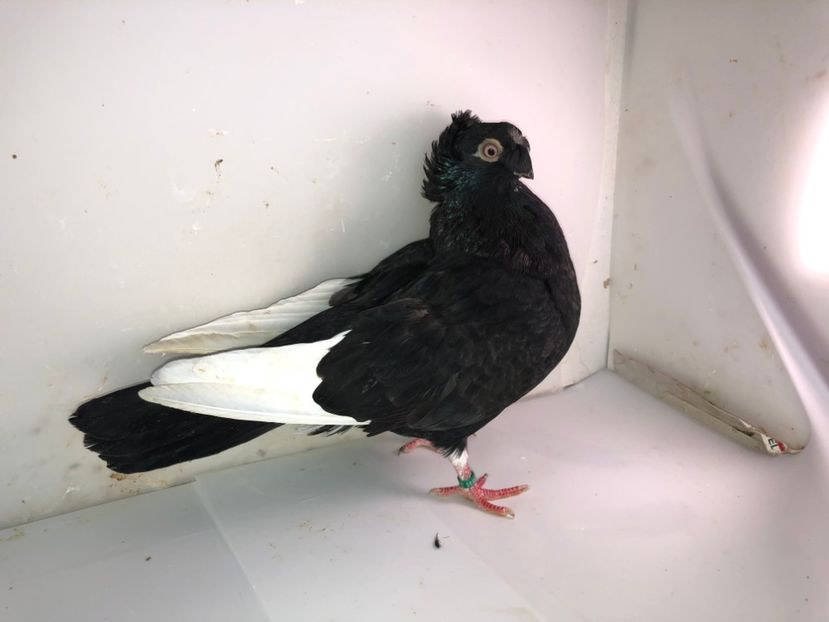 6963  femelă  2019 - Plecați ALBUM 2