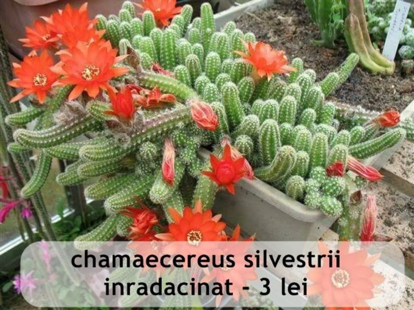 Chamaecereus silvestrii - Oferta toamna 2019