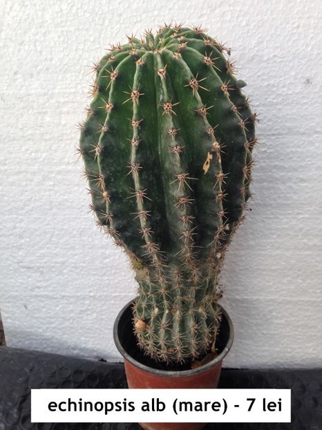  - Oferta toamna 2019