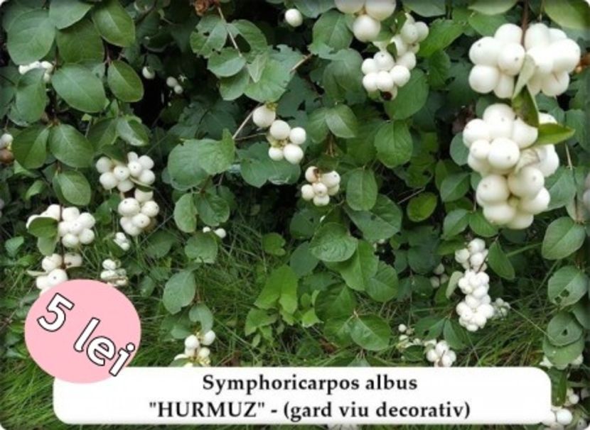  - Oferta toamna 2019