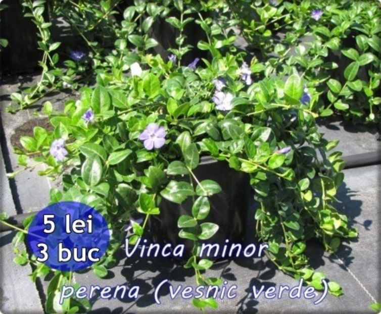  - Oferta toamna 2019