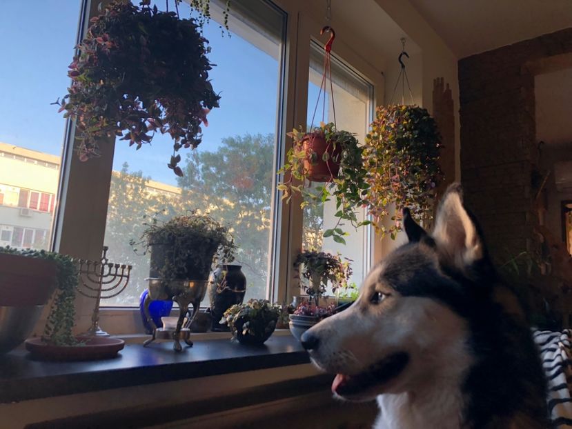 02FDBEFB-1C58-4665-91A3-71BB84DDFE4A - Colectia plante de interior