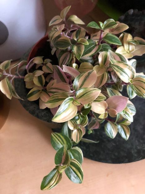 05436964-F1AD-44D7-BABD-E3D942BEF775 - Colectia plante de interior