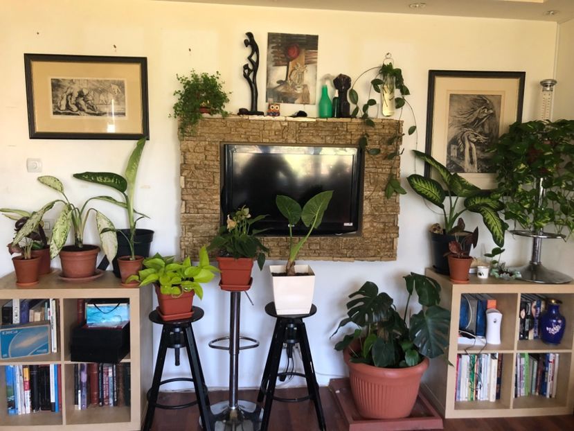 5FB042EC-ABA6-4272-A83F-52204AB4D33F - Colectia plante de interior