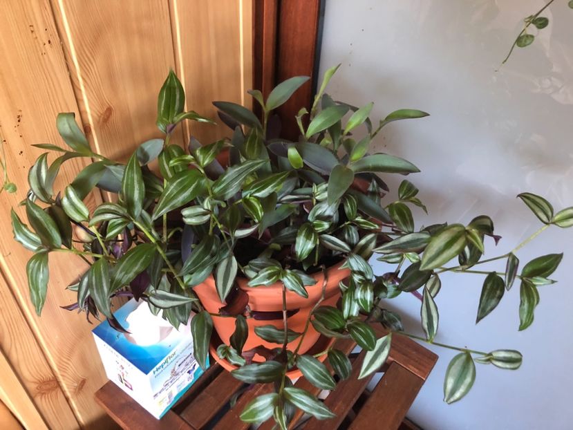 367176BD-4B6F-41A8-A4C9-298EC79BC305 - Colectia plante de interior