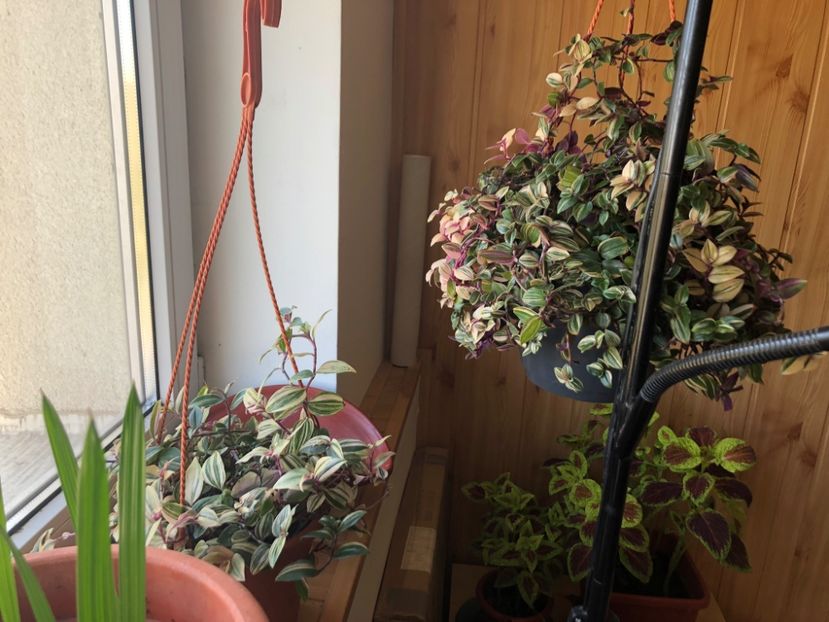 FF16B2B9-36F6-4F66-A49C-71B47FFA86CE - Colectia plante de interior