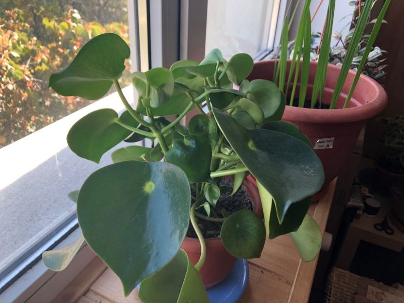 D7C5AE9B-576D-4AE2-8B6D-A591ED66C331 - Colectia plante de interior