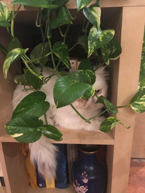 624B7833-4615-47B3-A07E-072F78376CFE - Colectia plante de interior