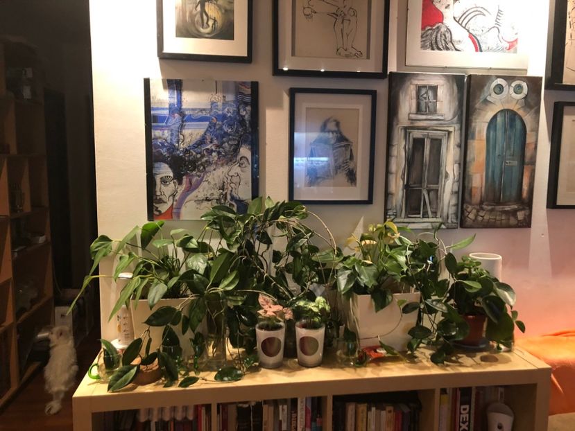 D14E48E2-CD62-42B2-BAC7-C8D2F5BD475A - Colectia plante de interior