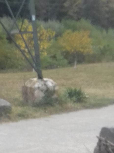 IMG-20190929-WA0022 - Vâlcea zoo