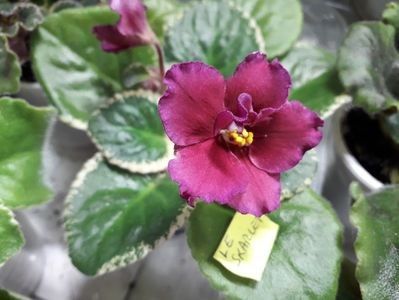 LE Skarlet - 111 Mayana