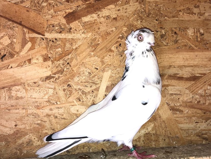 6888  mascul  2019 - Plecați ALBUM 3