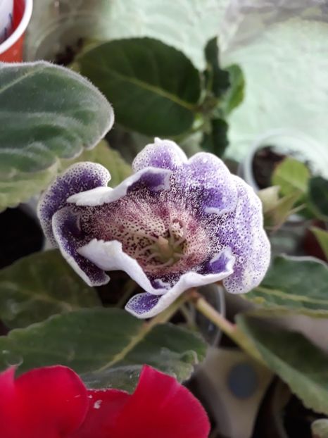  - Gloxinia din seminte