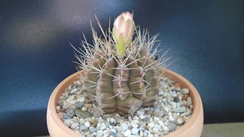 Gymnocalycium mihanovichii - Cactusi 2019 Gymnocalycium