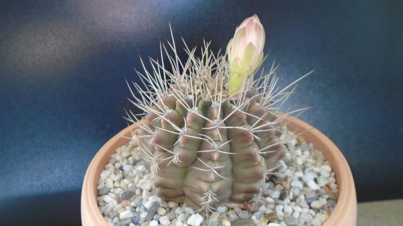 Gymnocalycium mihanovichii - Cactusi 2019 Gymnocalycium