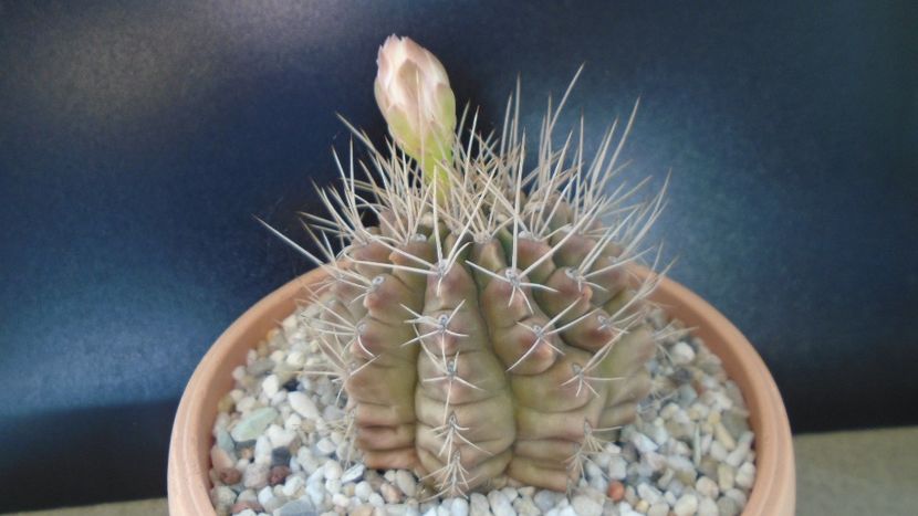 Gymnocalycium mihanovichii - Cactusi 2019 Gymnocalycium