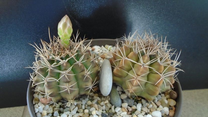 Gymnocalycium damsii v. tucavocense - Cactusi 2019 Gymnocalycium