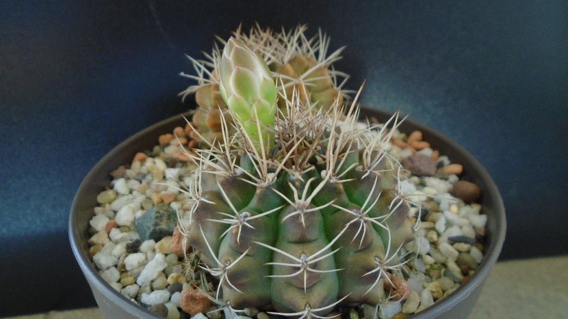 Gymnocalycium damsii v. tucavocense - Cactusi 2019 Gymnocalycium